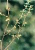 Euphorbia Humifusa Willd  Extract  